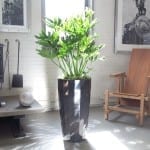 Bachelor Pad Living Room Plant