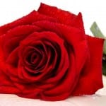 rose